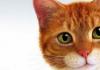 Сонник медиума Хассе Сонник: Рыжий кот во сне